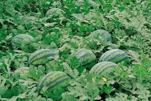 娱乐吃瓜君大丽花,揭秘娱乐圈背后的秘密花絮