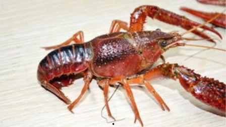 小龙虾转盘爆料视频在线观看,视频内容大起底  第3张